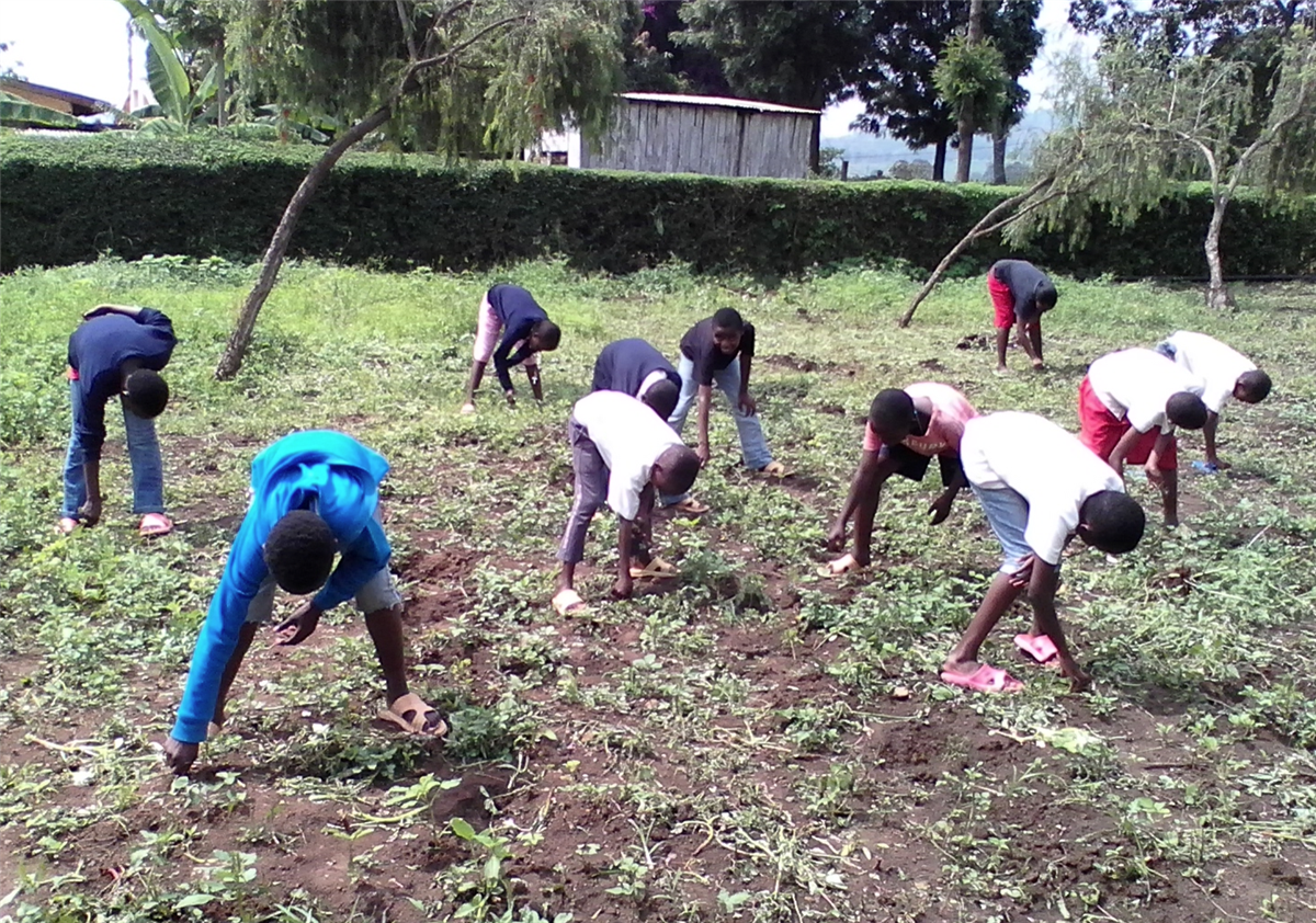 planting moringa