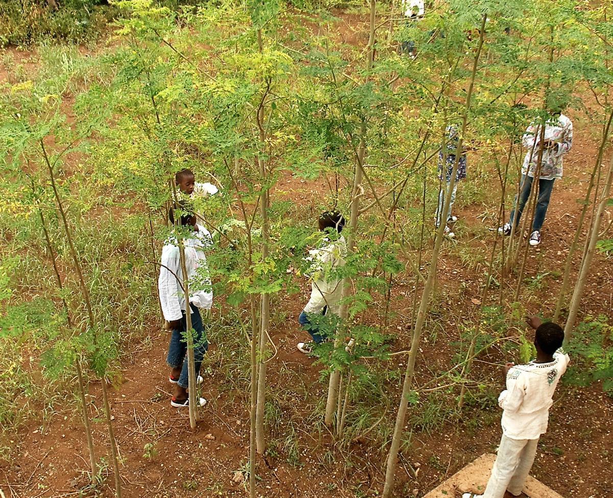 moringa harvest time